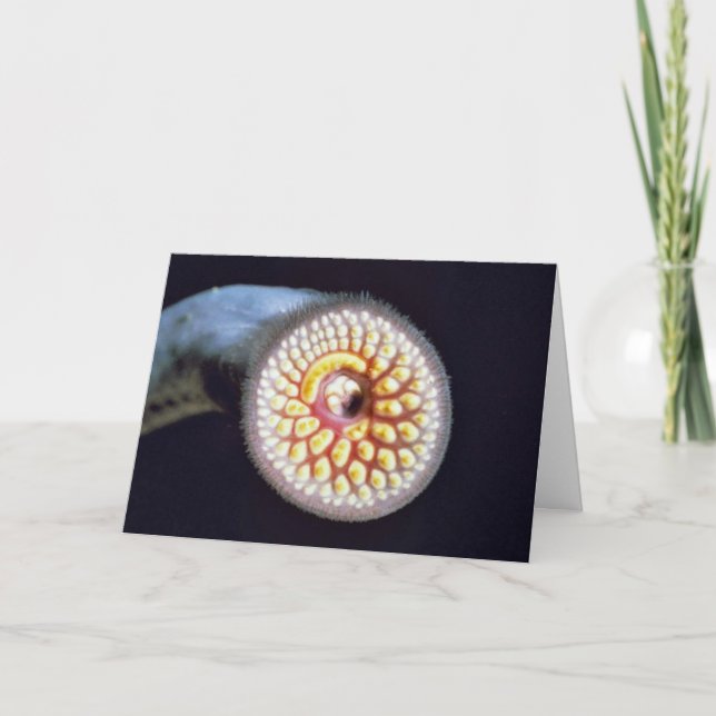 Sea Lamprey Card (Front)