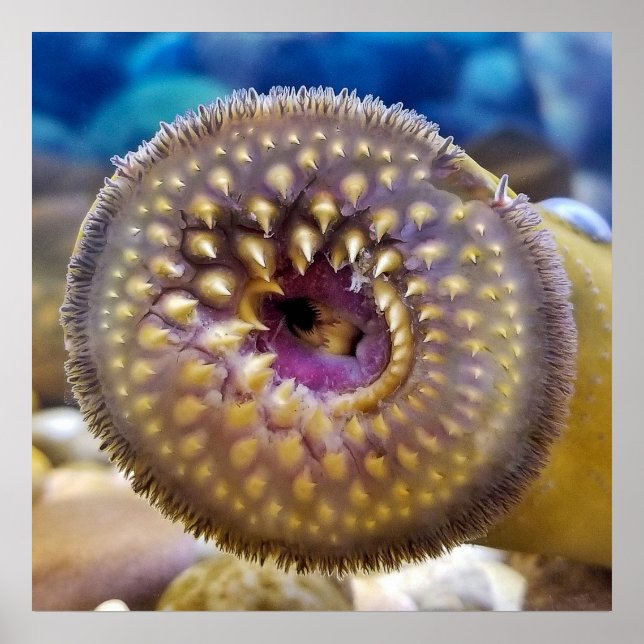 Sea Lamprey Mouth  Poster (Front)