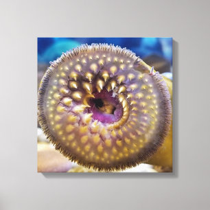Sea Lamprey Mouth Poster Canvas Print