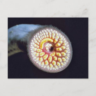 Sea Lamprey Postcard