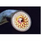 Sea Lamprey