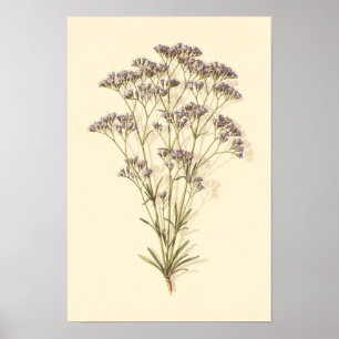 Sea Lavender Botanical Study 12 × 18 Poster
