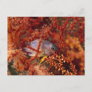 Sea Life - Fish Postcard
