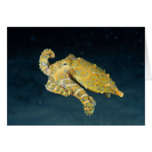 Sea Life - Octopus