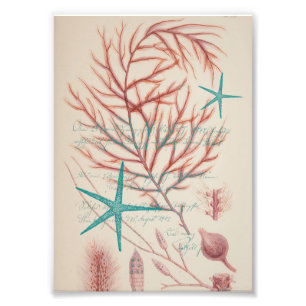 Sea Life Photo Print