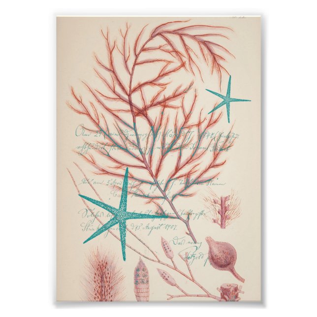 Sea Life Photo Print (Front)