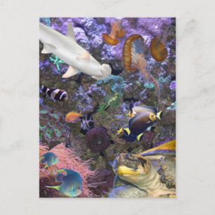 Sea Life Postcard