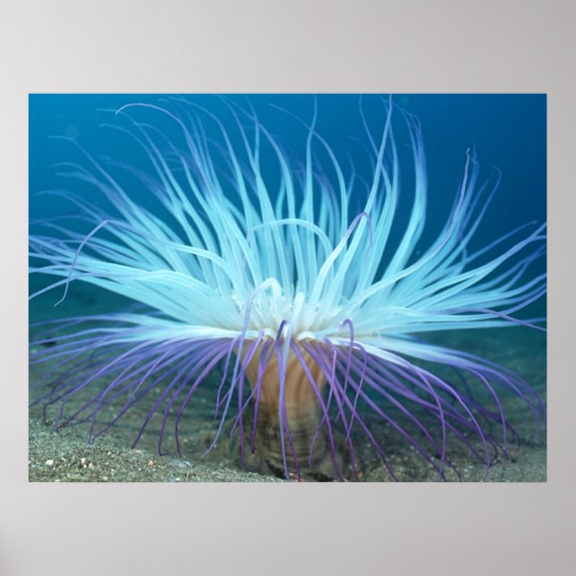Sea Life Sea Anemone Poster / Print (Front)