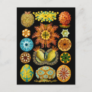 sea life sea creatures print postcard