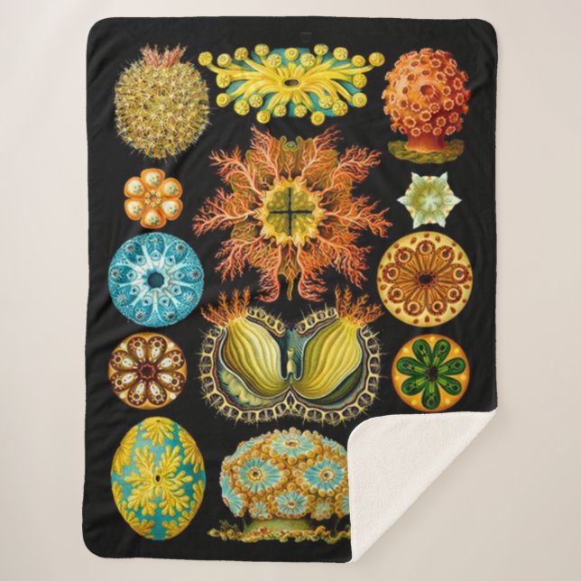 sea life sea creatures print sherpa blanket (Front)