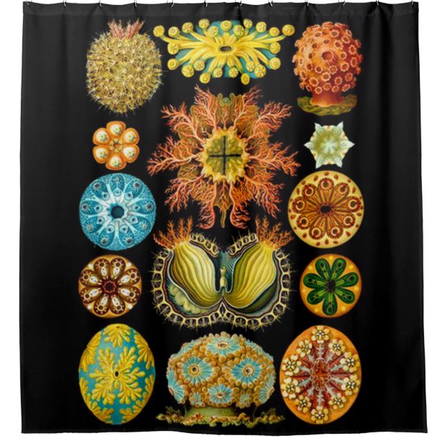sea life sea creatures print shower curtain (Front)
