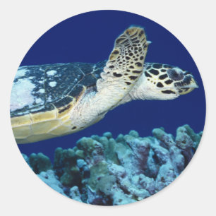 Sea Life - Sea Turtle Classic Round Sticker