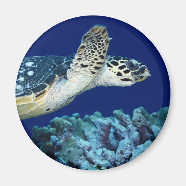 Sea Life - Sea Turtle Magnet (Front)