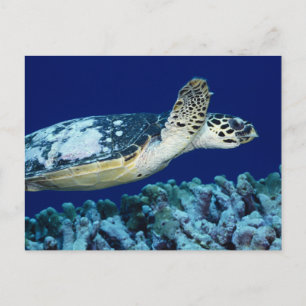 Sea Life - Sea Turtle Postcard