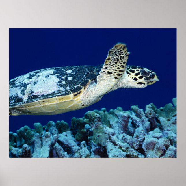 Sea Life - Sea Turtle Poster (Front)
