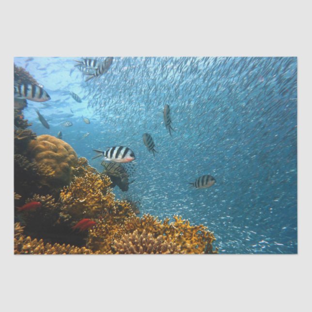 sea life tissue paper (Front)