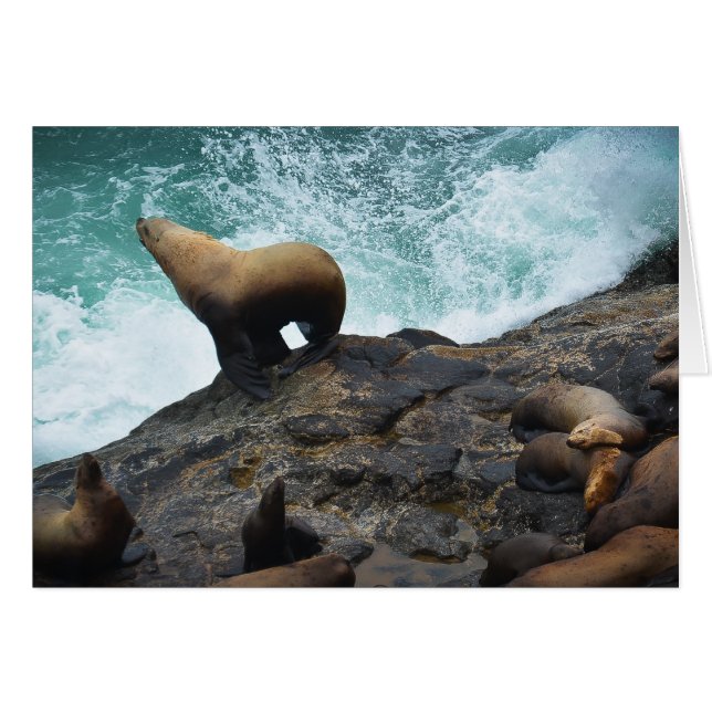 Sea Lion (Front Horizontal)