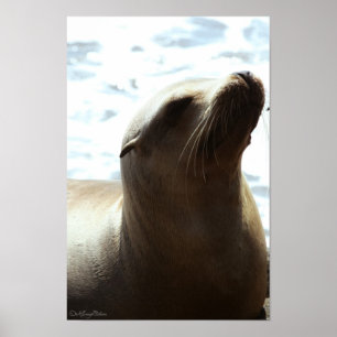 Sea Lion 2 Poster