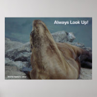 Sea Lion - Always Look Up! - Poster