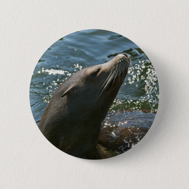 Sea Lion Buttons (Front)
