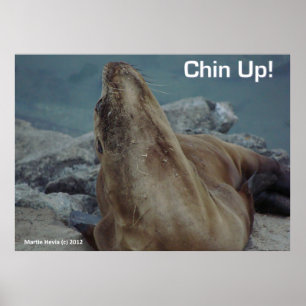 Sea Lion - Chin Up - Poster