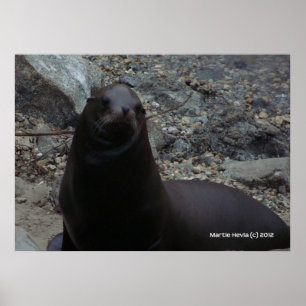 Sea Lion Close-Up Poster