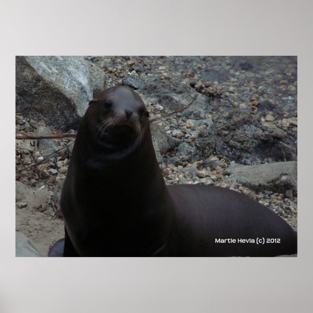 Sea Lion Close-Up Poster (Front)