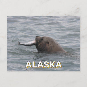 Sea Lion Eating A Salmon In Alaska Postcard