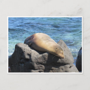 sea lion galapagos postcard