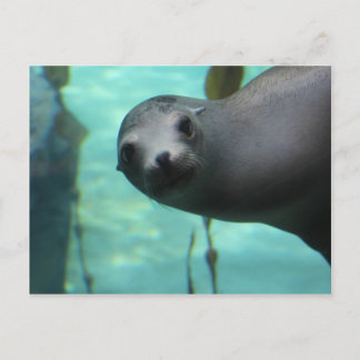 Sea lion Hi Postcard