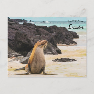 Sea Lion in Galapagos Islands Ecuador Postcard