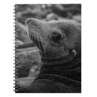 Sea Lion Looking Back - Cute Wildlife Photography Notebook
