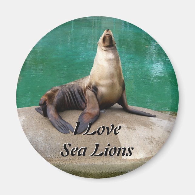 Sea Lion Magnet (Front)