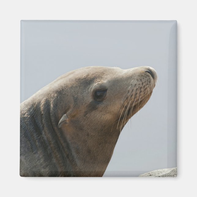Sea Lion Magnet (Front)