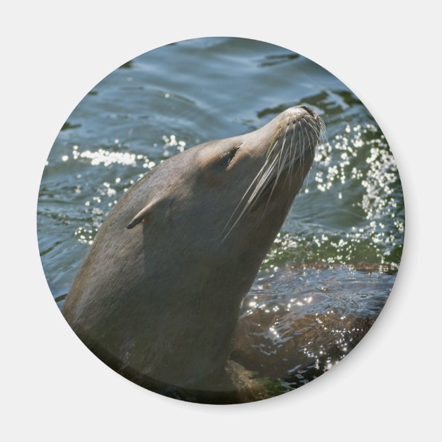 Sea Lion Magnets (Front)