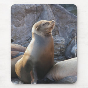 Sea Lion Mouse Mat