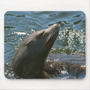 Sea Lion Mousepad