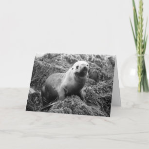 Sea Lion notecard