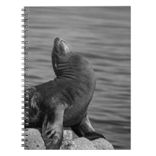 Sea Lion Perched on Rocks - Wildlife Photography Notebook