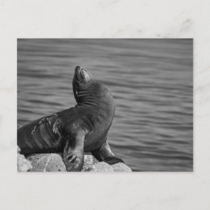 Sea Lion Perched on Rocks - Wildlife Photography Postcard