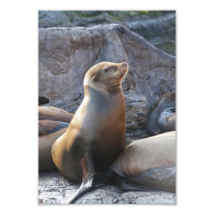 Sea Lion Photo Print