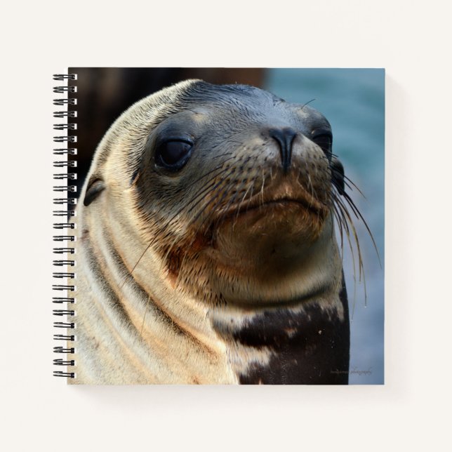 Sea Lion Portrait Notebook (Front)