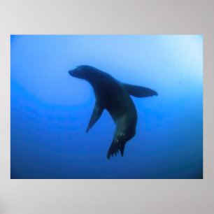 Sea Lion Pose Poster