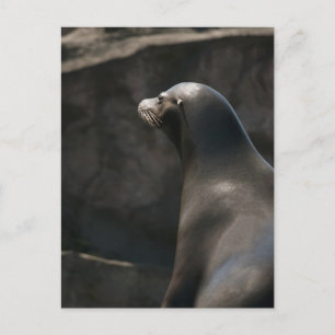 Sea Lion Postcard