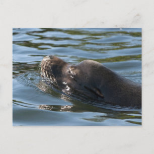 Sea Lion Postcard