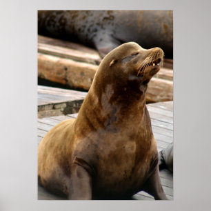 Sea Lion Print