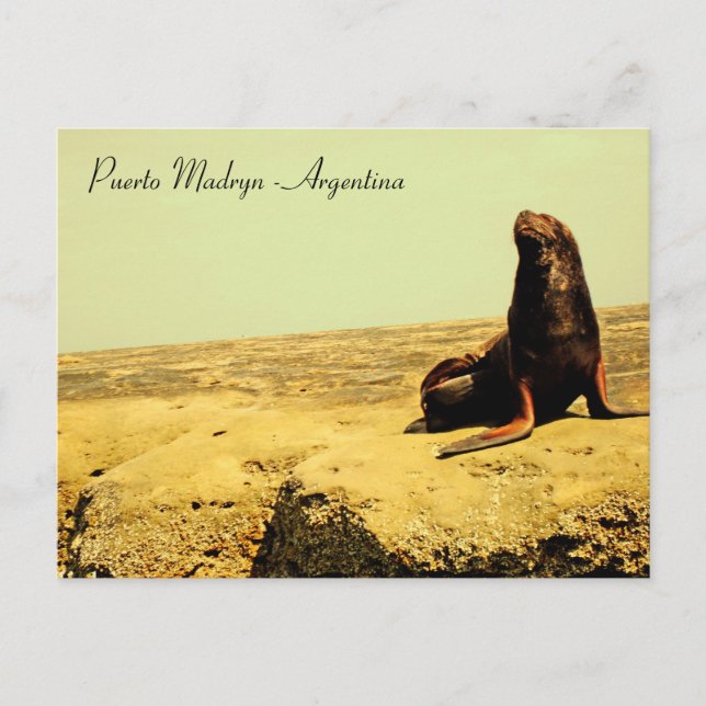 Sea Lion. Puerto Madryn - Argentina Postcard (Front)