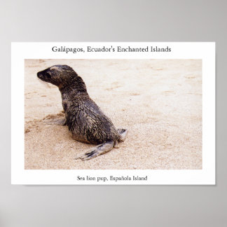 Sea lion pup after a tumble on the beach poster