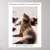 Sea lion relaxing its neck muscles