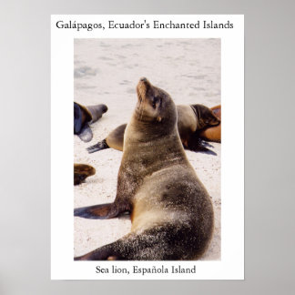 Sea lion relaxing its neck muscles poster